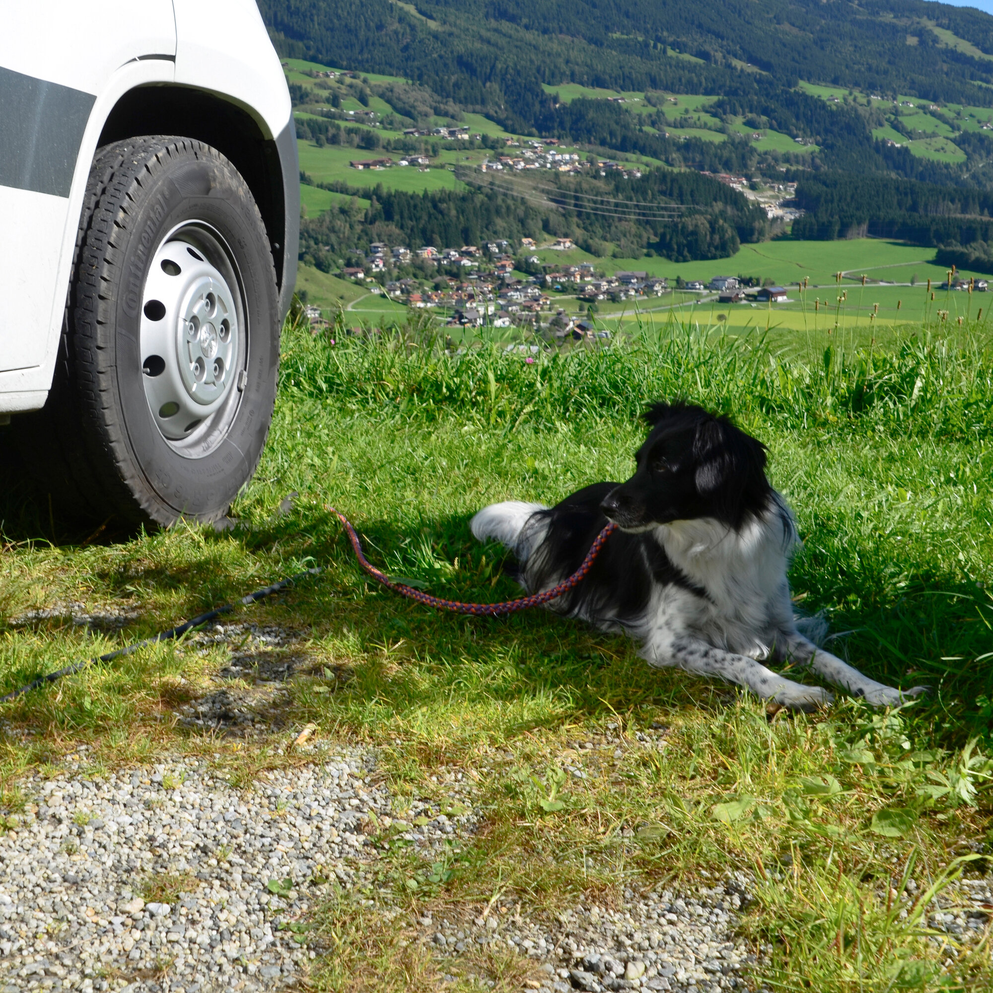 elefant Türsicherung Słoń opiekun psa