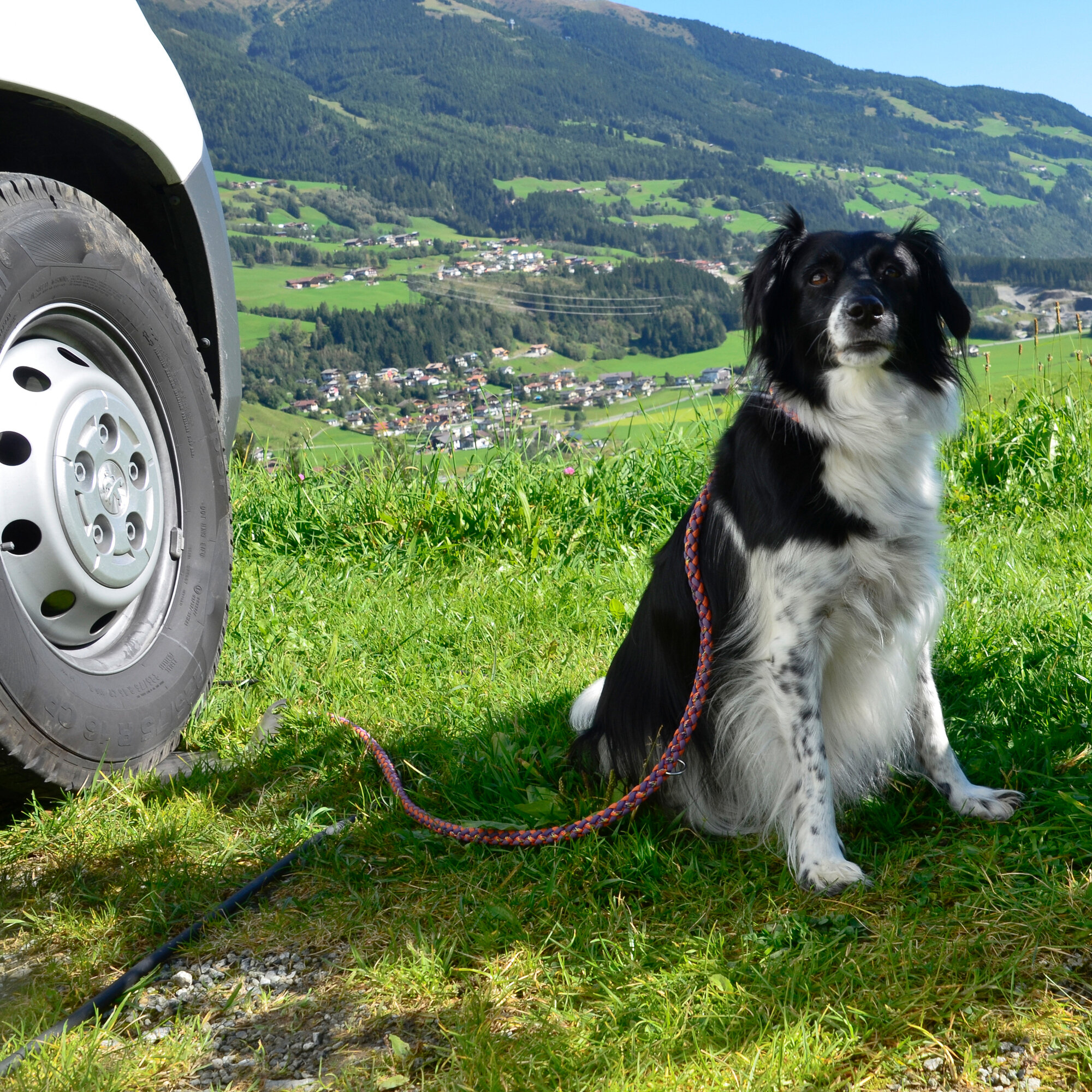 elefant Türsicherung Słoń opiekun psa